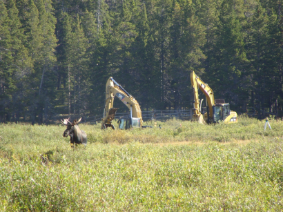 Moose on construction site